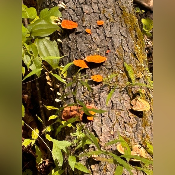 Meet your Posher, Stephanie - Picture 6 of 7